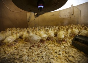 Turkey chicks on the farm