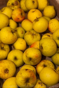 Pete Symonds, The Butler, David Broadbent Photography, apple, cider, wassail, 