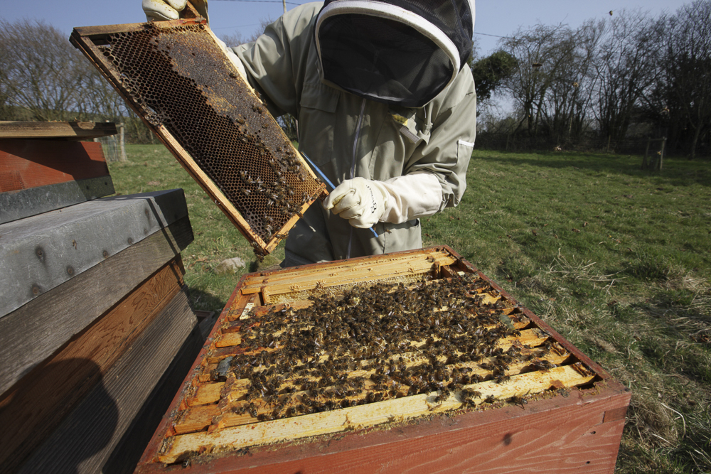 Beekeeper in action...